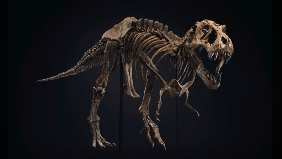 T. Rex Skeleton Sells for $31.8 Million Setting New World Record