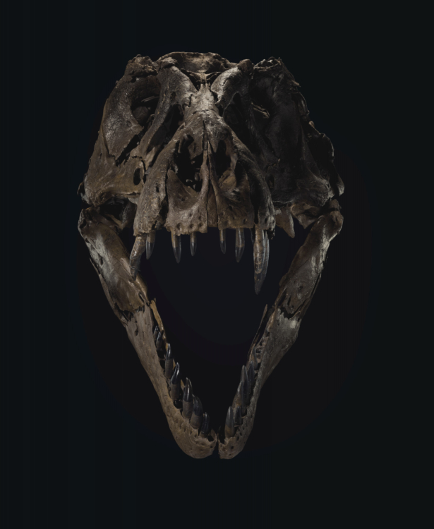 One of the world's most complete Tyrannosaurus rex skeletons is up for sale. (Courtesy Christie's Images Ltd. 2020)