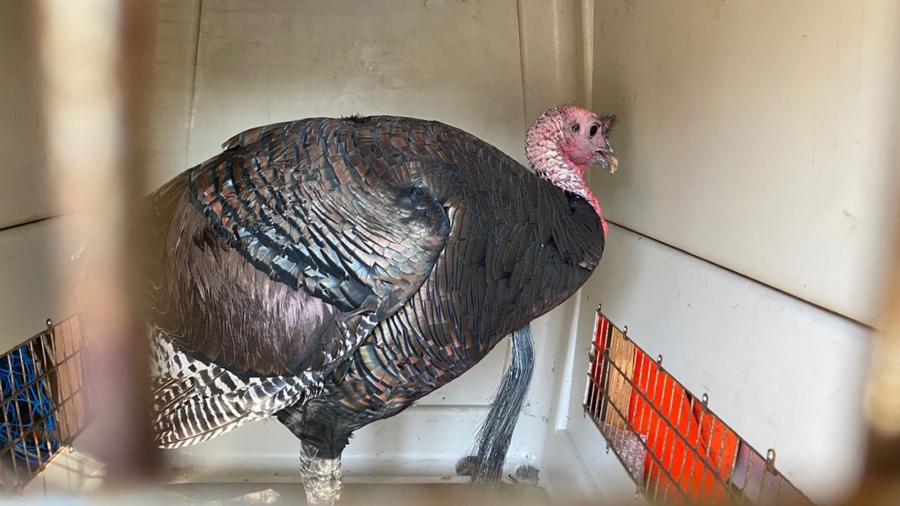 An Aggressive Turkey Named ‘Gerald’ That Terrorized an Oakland Neighborhood Is Safely Relocated
