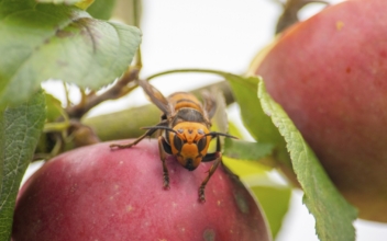 Washington State Responds to Invasive Hornet Species