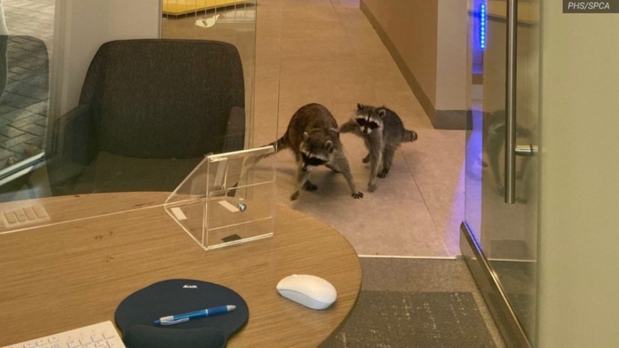How a Pair of Raccoons (Probably) Broke Into a Bank