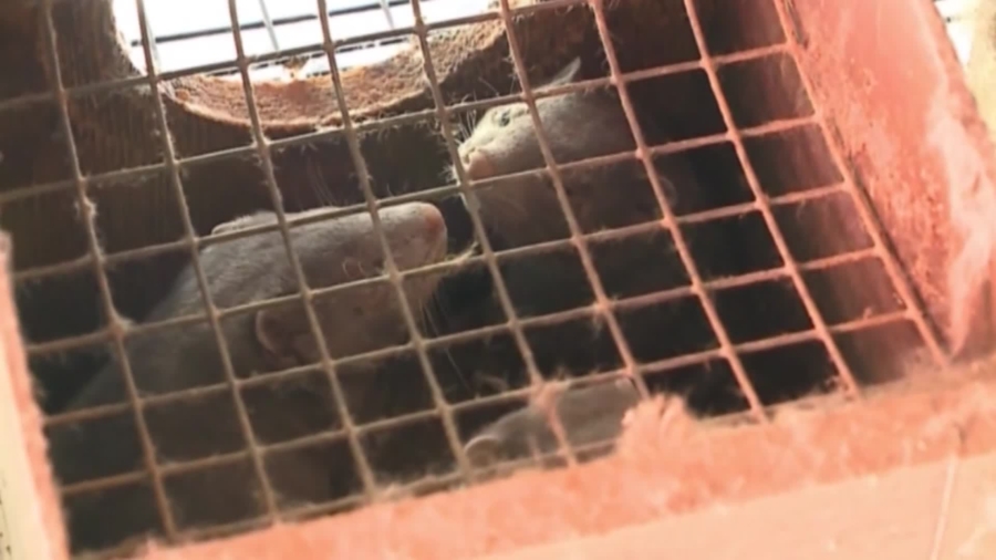 Thousands of Mink Die in COVID-19 Outbreaks at US Fur Farms