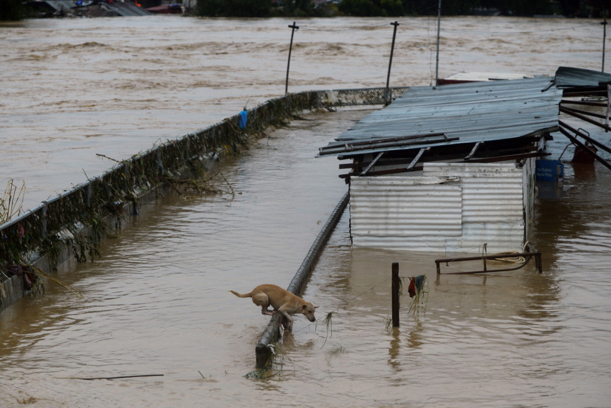 A dog hangs on a steel fence of a flooded house near a river following Typhoon Vamco, in Marikina, Metro Manila, Philippines, Nov. 12, 2020. (Lisa Marie David/Reuters)