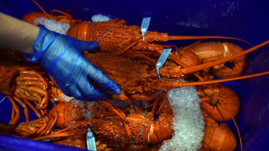 Australian Lobster Halted by Chinese Customs Checks, Fuels Trade Dispute Concerns