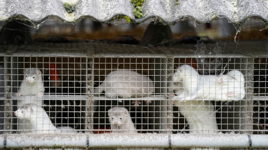 Denmark Plans to Cull up to 17 Million Mink to Stop Mutated Coronavirus