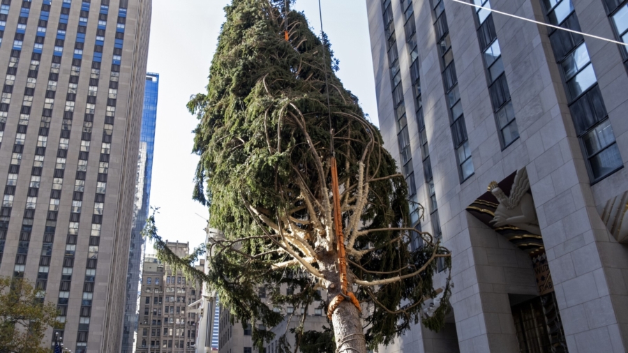 Rockefeller Center Christmas Tree Goes Up; Lighting Dec. 2