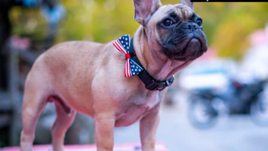 French Bulldog Elected Town Mayor