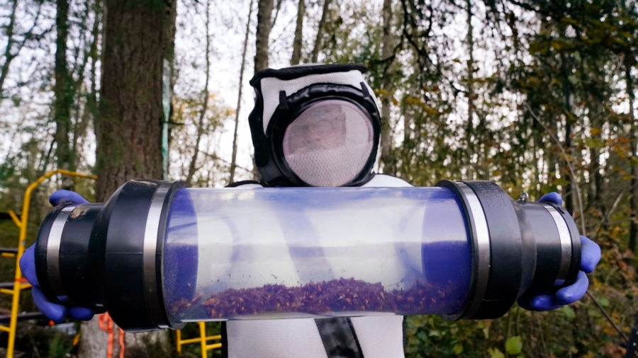 Washington State Will Be Taking Down Its ‘Murder Hornet’ Traps for the Winter