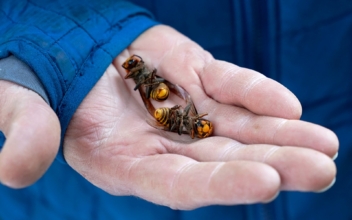 Invasive ‘Murder Hornets’ Eradicated in US After 5 Years, Agriculture Officials Say