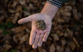 Truffle Hunting Added to UNESCO List