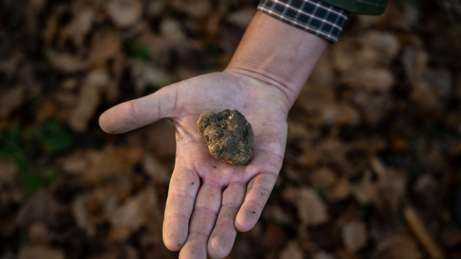 CCP Virus Causes Italian Truffle Oversupply
