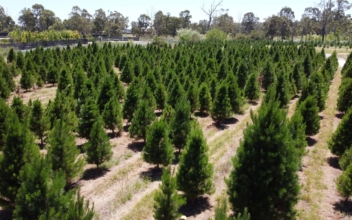 Christmas Tree Farms Sell out in Australia