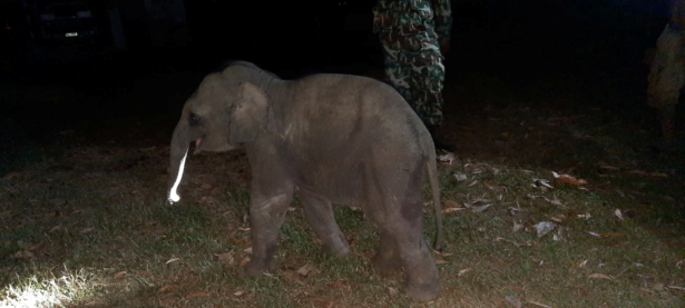A baby elephant is seen after having received a CPR by a rescue worker after a motorcycle crash in Chanthaburi province, Thailand, on Dec. 20, 2020. (Kunchaylek/Handout via Reuters)