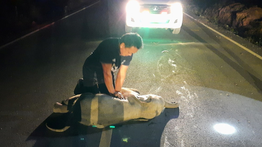Thai Baby Elephant Hit by Motorcycle Survives After Receiving CPR