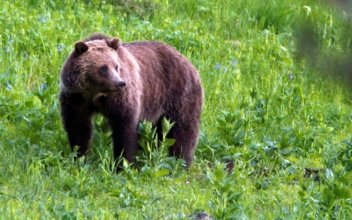 $2,000 Reward Offered in Wyoming Grizzly Bear Killing Case