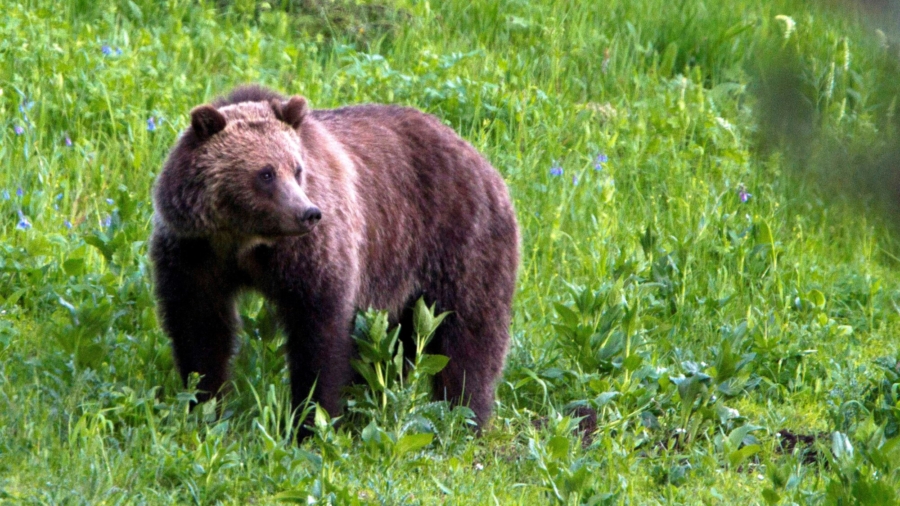 $2,000 Reward Offered in Wyoming Grizzly Bear Killing Case