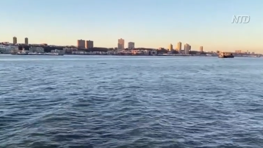 Humpback Whale in NYC Hudson River