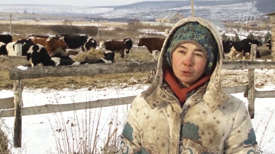 Russian Cows Retire to Picturesque Shelter