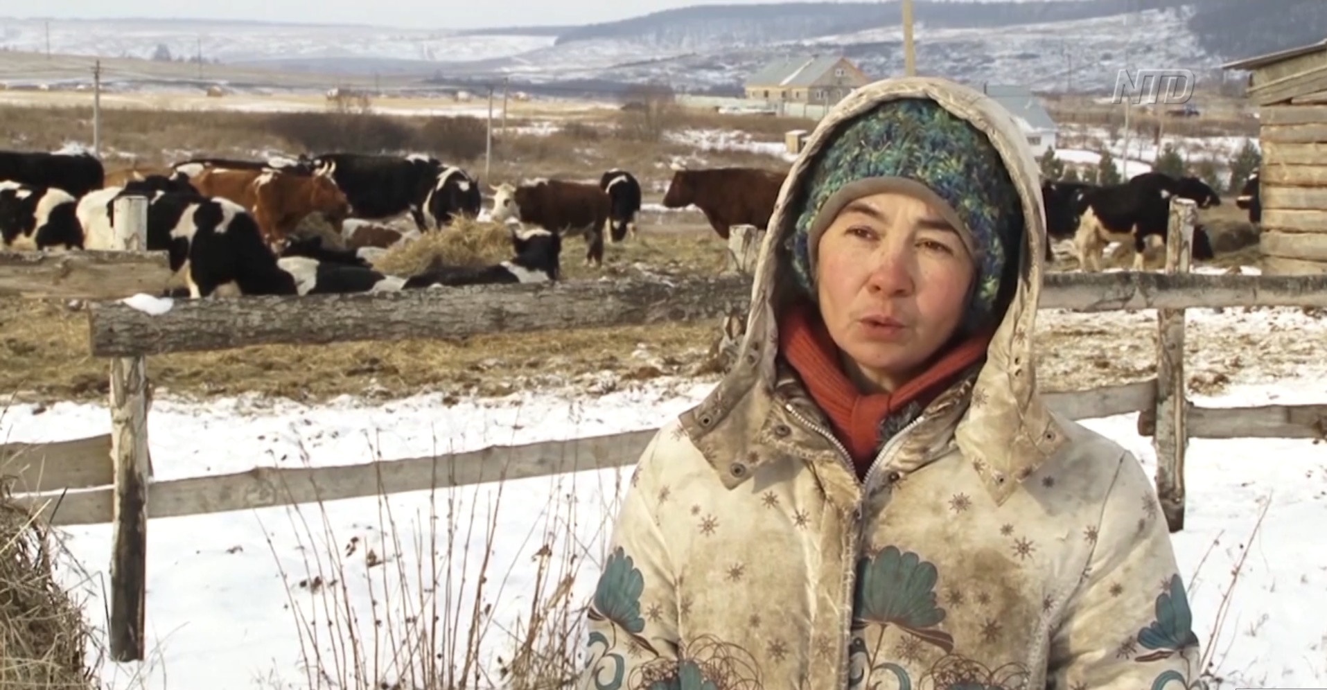 Russian Cows Retire to Picturesque Shelter