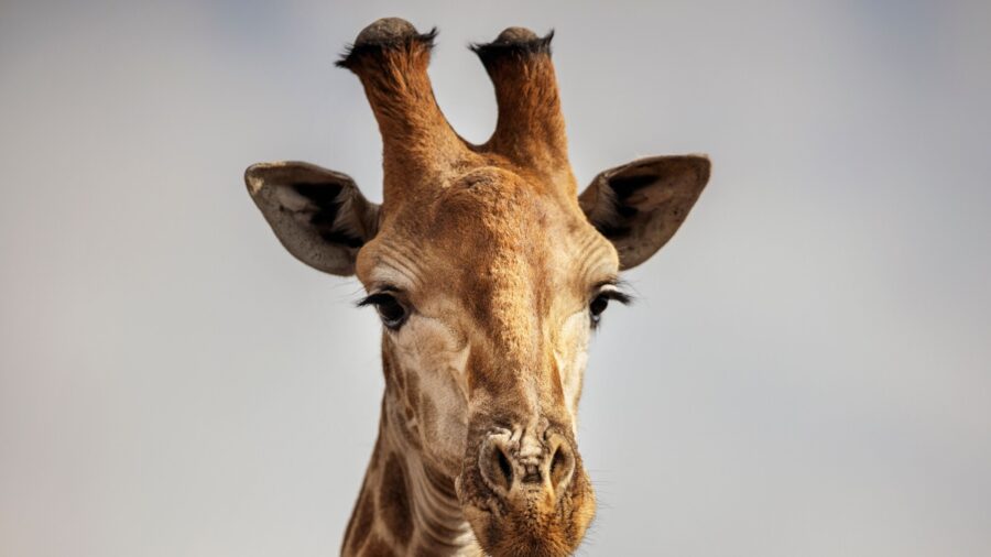Scientists Stunned to Find Dwarf Giraffes