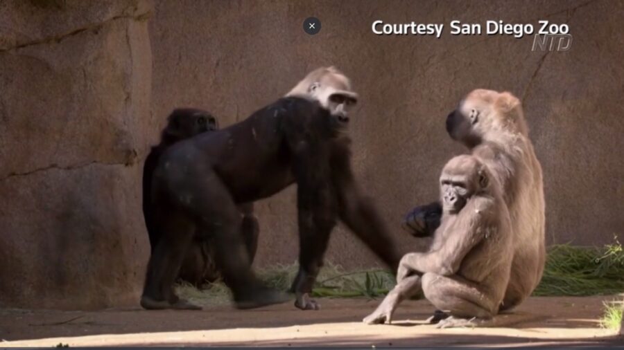 Gorillas at Zoo Test Positive for CCP Virus