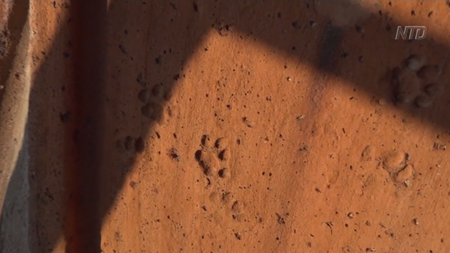 Paw Prints Found on Cathedral Dome Tiles