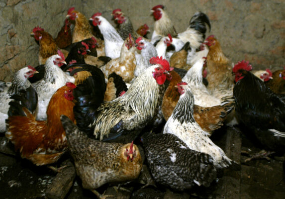 China Reports Human Case of Bird Flu