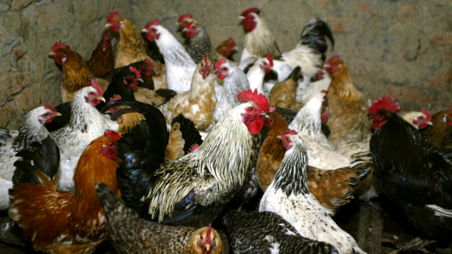 Russia Reports World’s First Case of Human Infection With H5N8 Bird Flu