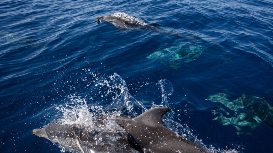 2,000 Common Dolphins Spotted Off the Southern California Coast