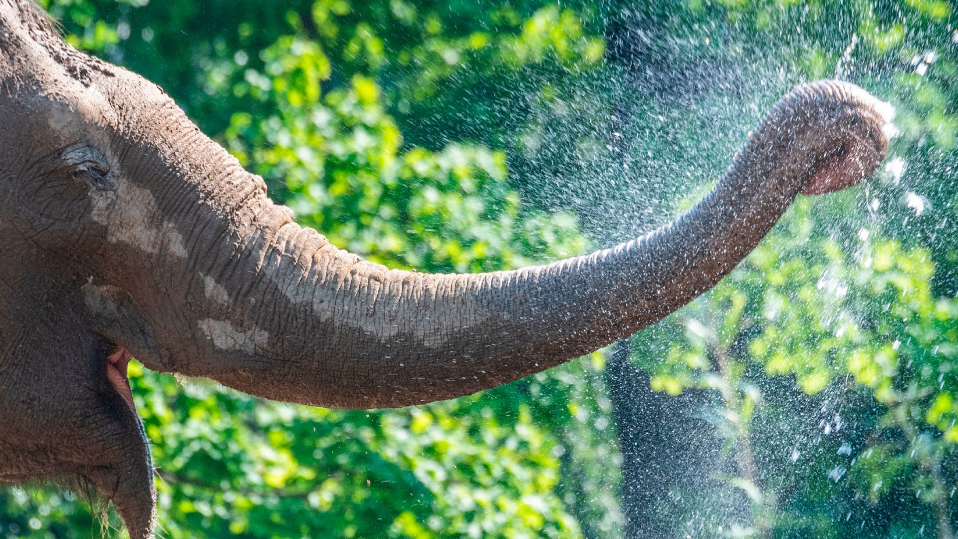 Elephant Kills Spanish Zoo Keeper With One Strike From Trunk