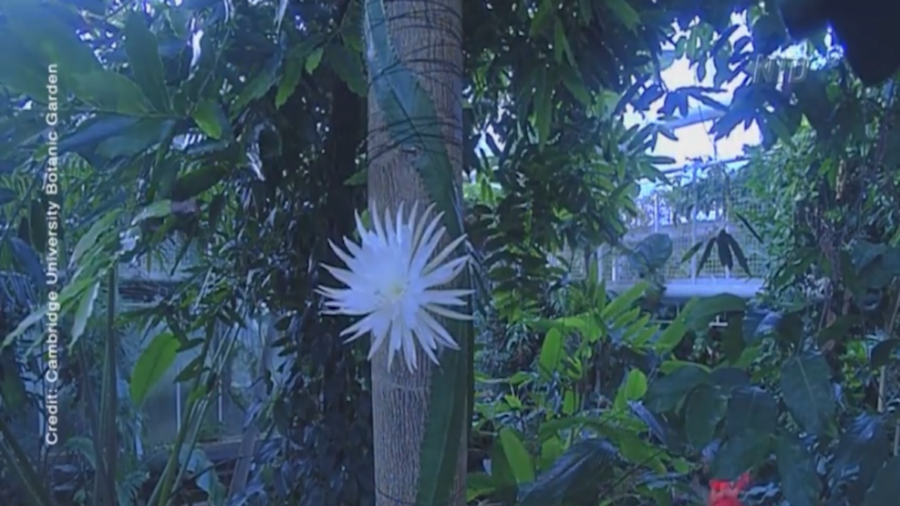 Rare Cactus's First Bloom in UK