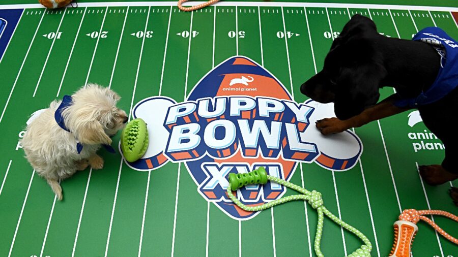 Puppy Bowl XVII Set for Sunday