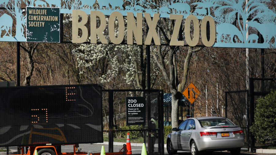 Pelican Shot in Wings Finds Forever Home in Bronx Zoo