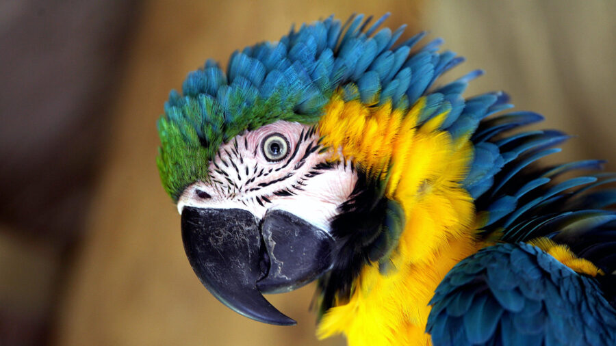 More Parrots Brought to Shelters Due to Pandemic