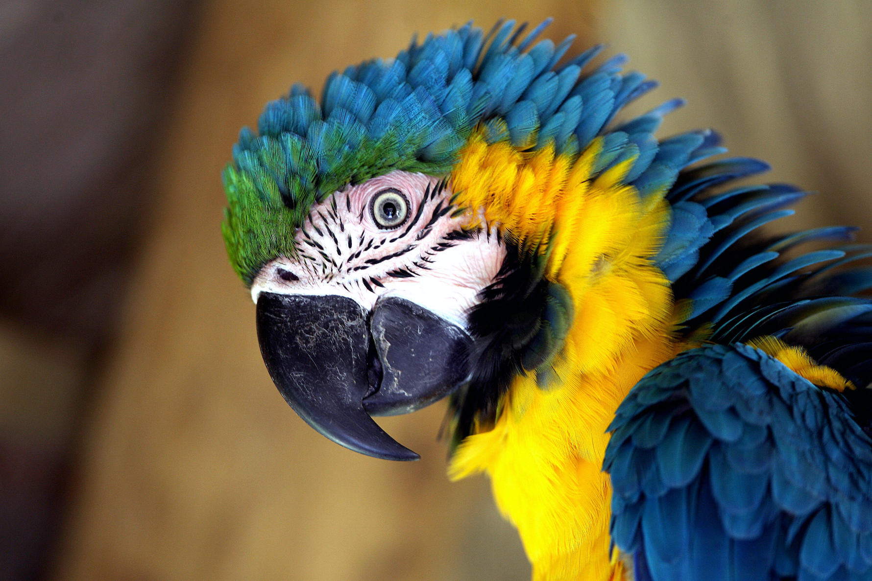 More Parrots Brought to Shelters Due to Pandemic