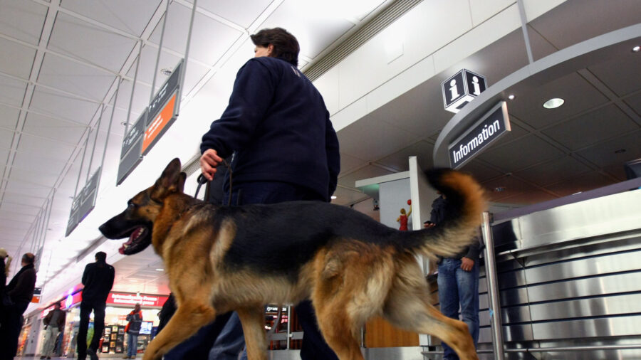 Dogs Sniff Out COVID-19 in Germany