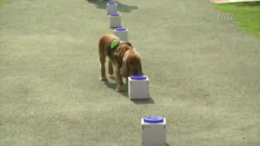 India Trains Dogs to Sniff Out COVID-19