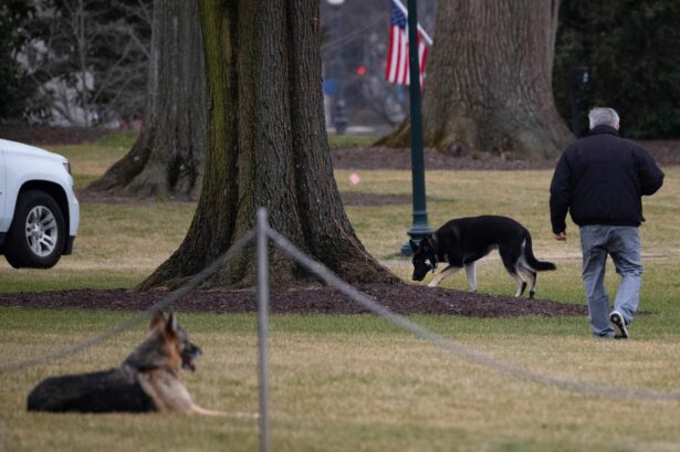 Biden's 2 dogs