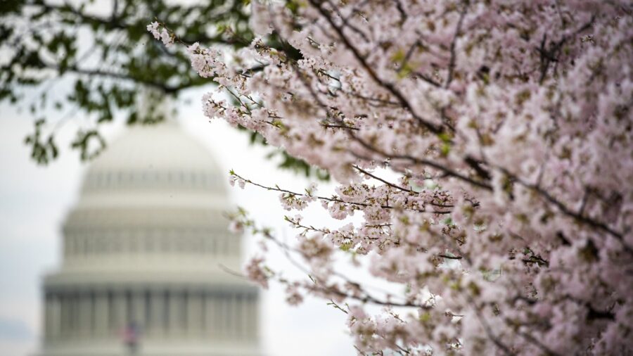 DC's Cherry Blossoms Will Peak Earlier Than Usual