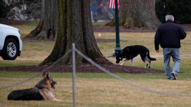 Biden's 2 dogs