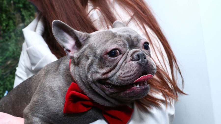 French Bulldogs Become 2nd Most Popular Dog Breed