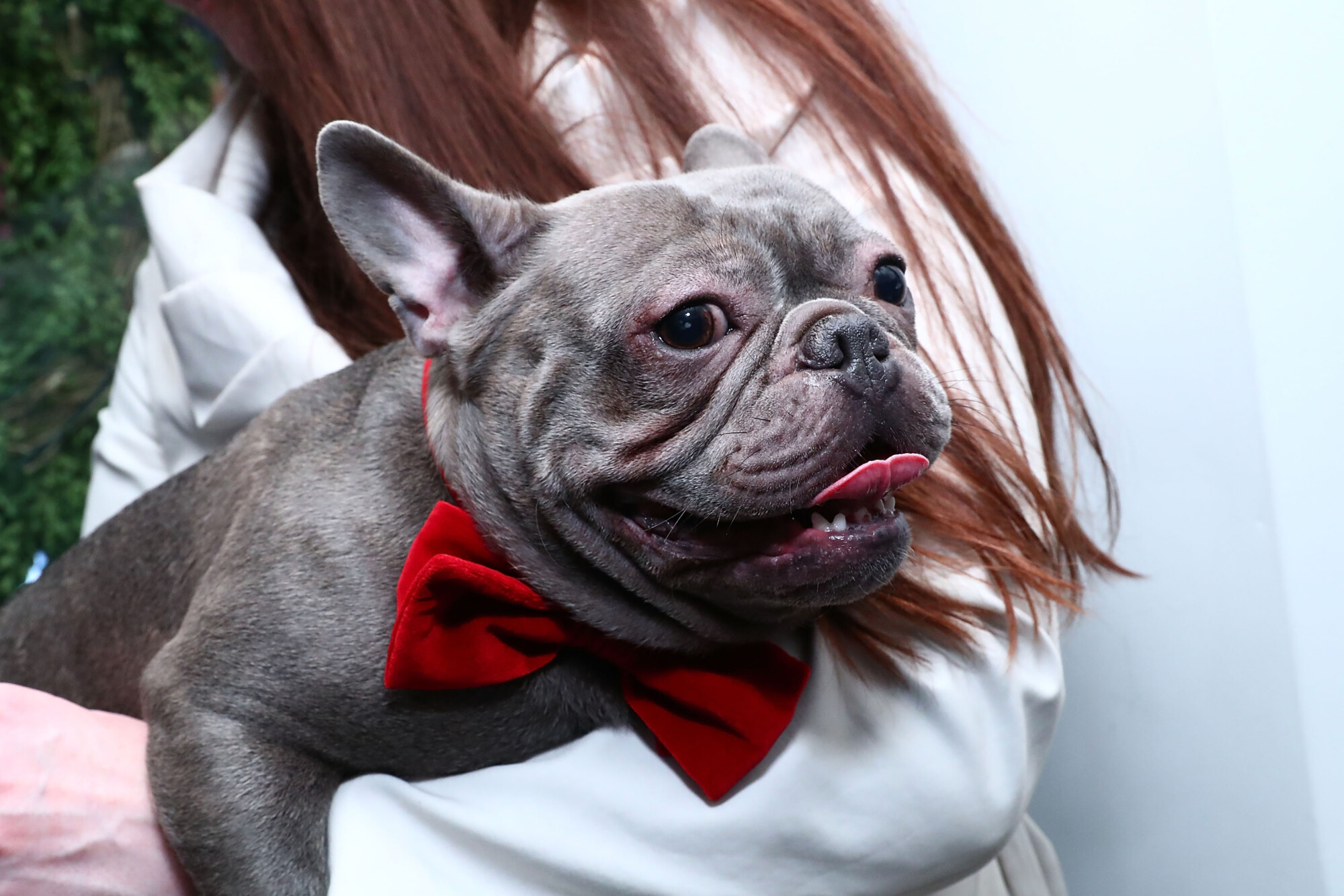 French Bulldogs Become 2nd Most Popular Dog Breed