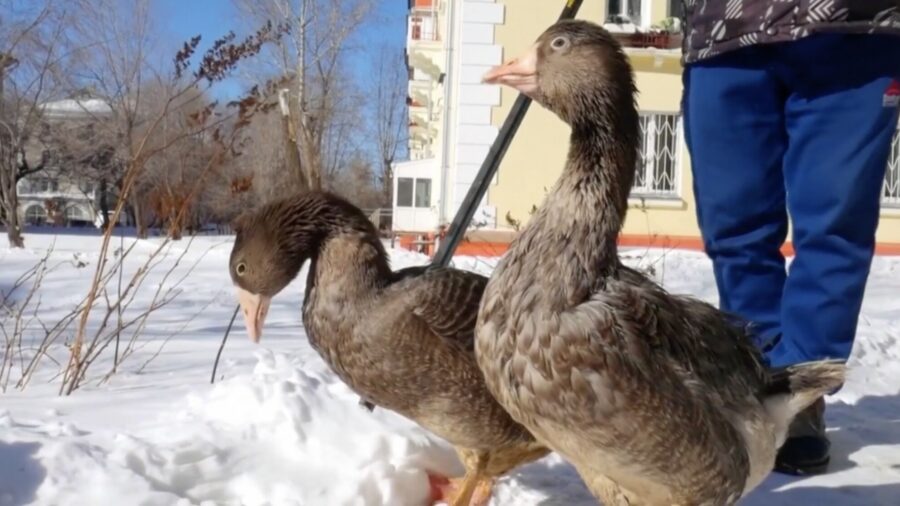 Russian Man Trains Pet Geese