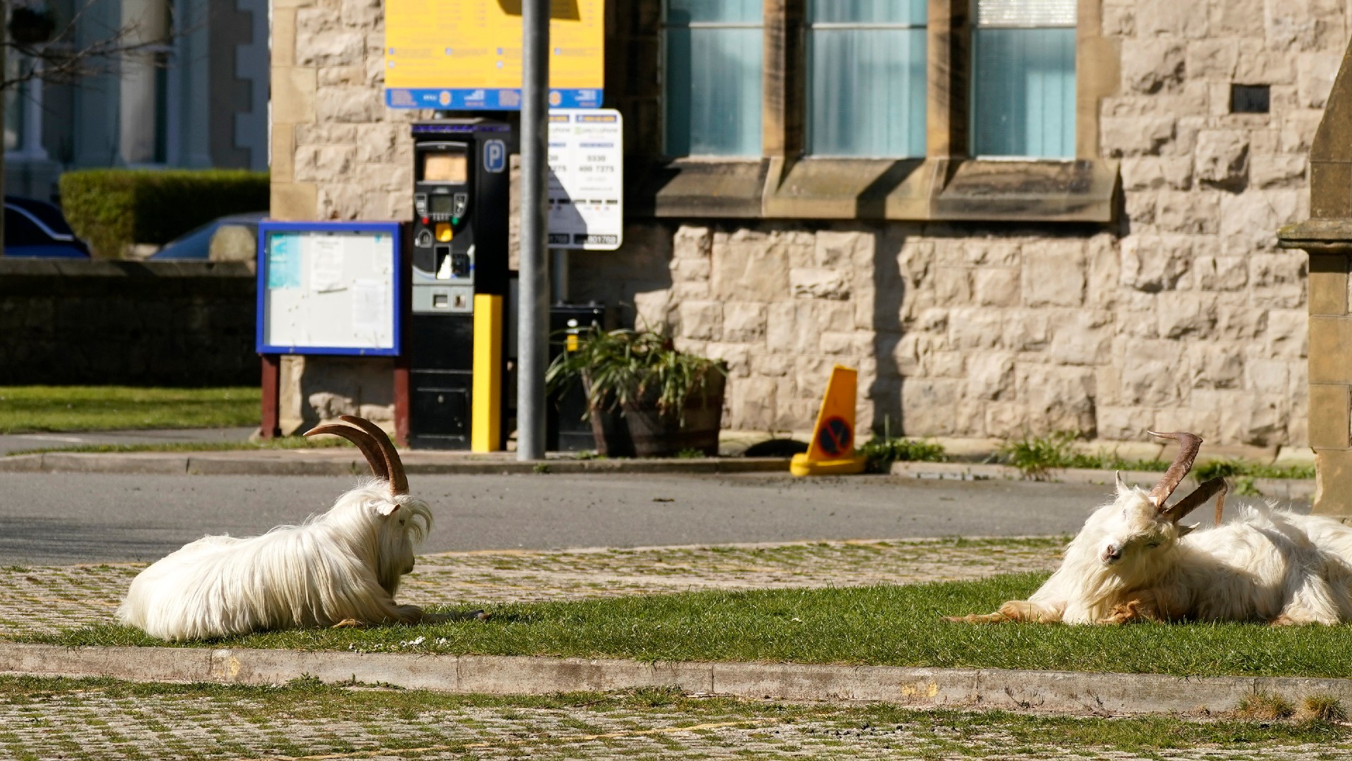 Mountain Goats Infest Town in Northern Wales