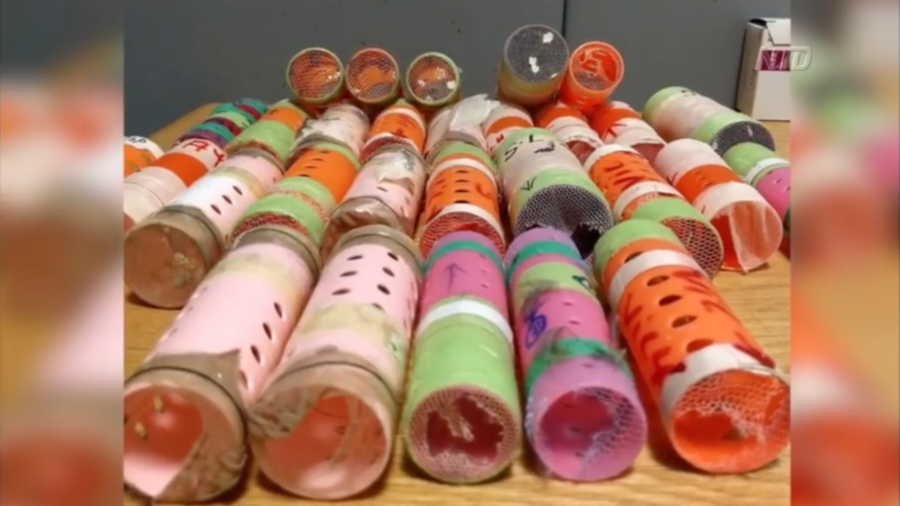 Smuggler Hides 29 Finches in Hair Rollers