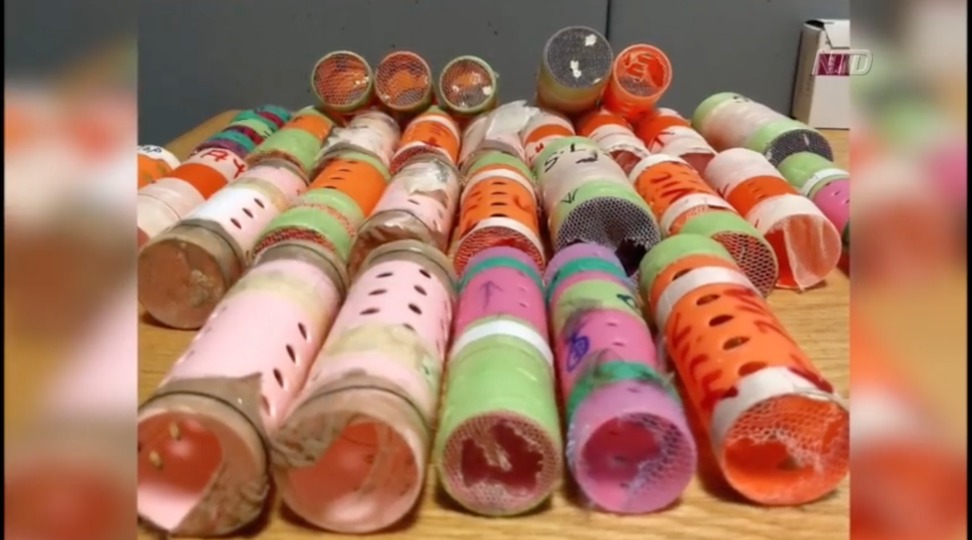 Smuggler Hides 29 Finches in Hair Rollers