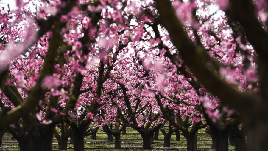 Pink Blossoms Herald Spring in Spain