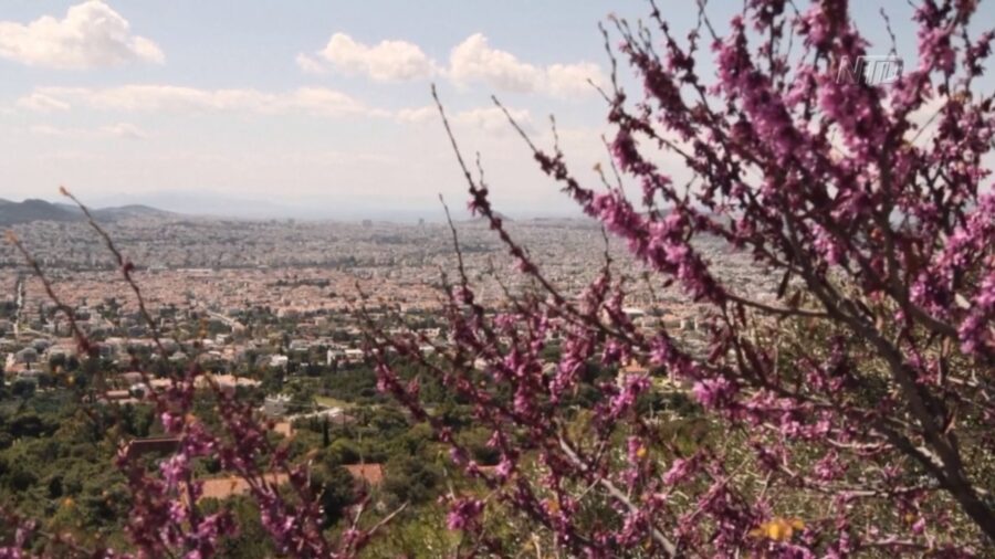 Spring Blossoms Arrive in Greece