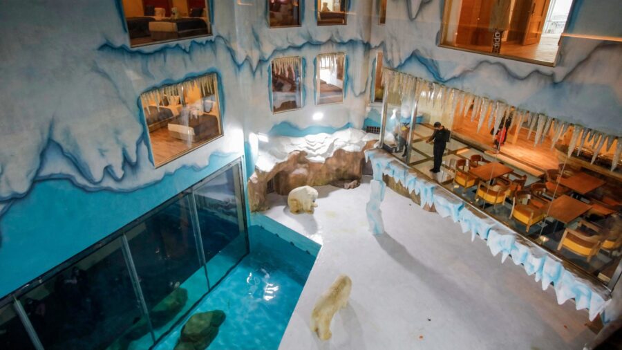 Polar Bear Hotel in China Draws Criticism