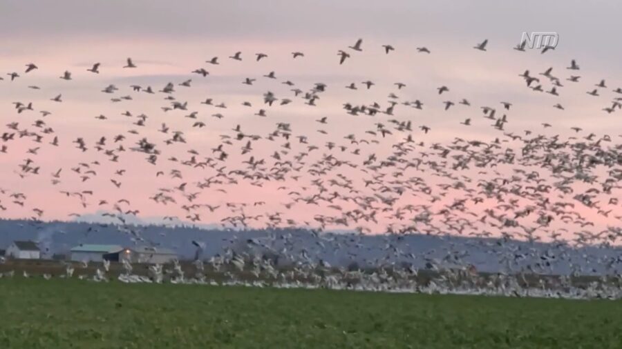 Massive Yearly Bird Migration From Washington